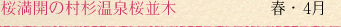 桜満開の村杉温泉桜並木 春・4月