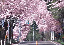 五頭山麓うららの森　春うらら桜まつり